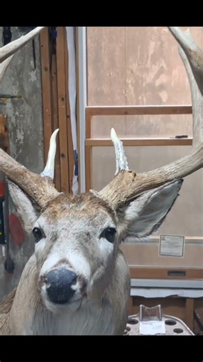 Cast in place ANTLER repair @bearfootskinner #taxidermy #deer