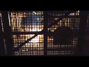 TOWER OF TERROR Best Drop video ever!