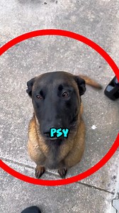 Pies Który Potrafi Przebiec 200 km😱🏆 #zwierzeta #psy #animals #zwierzaki | ZwierzŚwiat