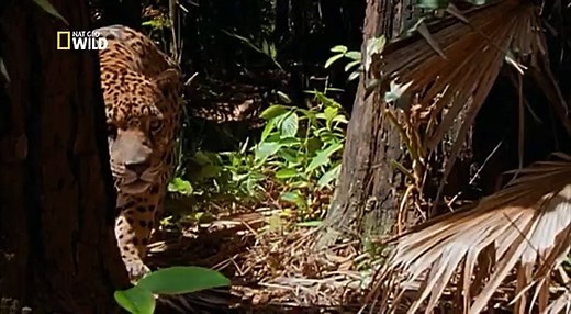 Attack Of The Big Cats documentary