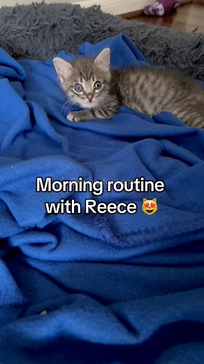 Quick morning routine with Reece! He is such a good boy; he sleeps all night on Josie’s bed, eats so well at every meal, and even takes his medicine like a champ!! Please get your pets fixed and always adopt instead of buying from breeders so more lives like Reece can be saved 🙏🏻❤️ #cutecat #fosterkittens #adoptdontshop #purring #catmom #shelterpets #sheltercat #tabbycat #cutecatvideos #spayandneuter | Erin Berger