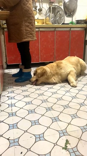 542K views · 10K reactions | Episode 273 - Funny Doggies #pet #dog #pets #dogs #doggies #cute #cat #reels #facebookreels #savealife #shorts #respect #foryou #fyp #reelsfb #reelsviral #reelsvideo #funnyreels | Pet Lovers | Facebook