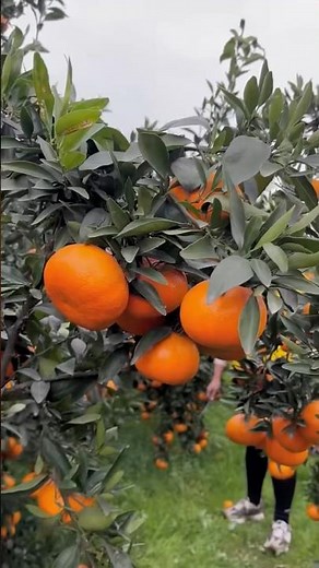 Which orange come first ? Colour or Fruit #foryou #facts