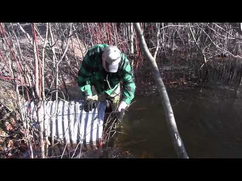 culvert trapping beaver/otter
