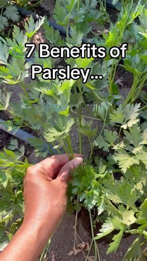 Health benefits of parsley you should know 🌿 #parsley #immunity #wellness ss