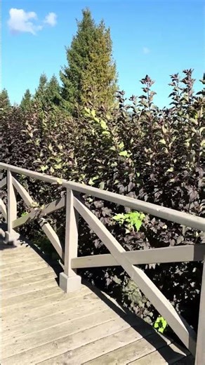 starajablon.pl - domek w Bieszczadach - Stara Jabłoń - widok na Połoniny