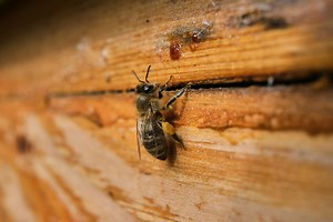 Busy Bee Honey Lawsuit Challenges Pure Label Claims