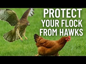 Protect Your Flock from Hawks FAST! 🦅 | 5 Easy Ways to Keep Chickens Safe