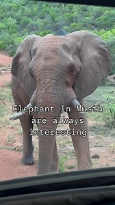 REPOST: Our chairman @damian_aspinall recently shared this incredible video, showcasing a remarkable encounter with a wild elephant. In the video, we see the importance of staying calm when encountering a male elephant in musth, running is not an option especially when positioned at the bottom of a steep hill. Thankfully, the encounter ended safely! 😊 It's too late to rewind, but together we can rewild. | The Aspinall Foundation