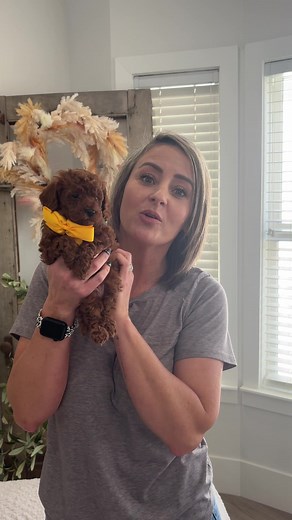 Micro Teacup Goldendoodle Puppy for Adoption