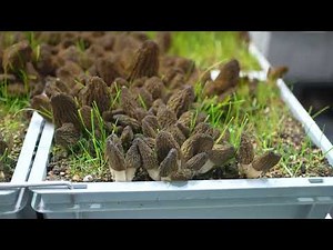 Growing Morels Indoors, Year-round in Denmark