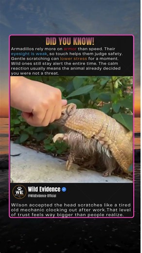 Why Armadillos Freeze Around Humans