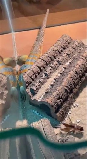 Uromastyx Lizard Hunt: Incredible Cricket Chase!