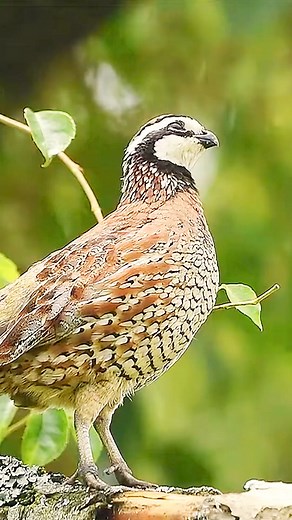 Northern Bobwhite calling #reels Northern Bobwhite, juga dikenal sebagai puyuh Virginia atau puyuh bobwhite, adalah burung yang tinggal di darat asli Kanada, Amerika Serikat, Meksiko, dan Kuba, dengan populasi yang diperkenalkan di tempat lain di Karibia, Eropa, dan Asia. Mereka adalah anggota kelompok spesies yang dikenal sebagai burung puyuh Dunia Baru. #birds #nature #sounds #singing | Okicau