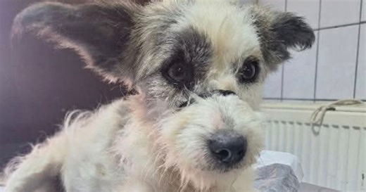 Mini u kritičnom stanju, ima napade i slomljenu karlicu: Pas tri puta veći od nje naneo joj teške povrede