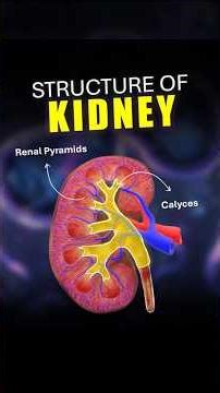 Part 3: Structure of the Kidney | #shorts #biology #animation