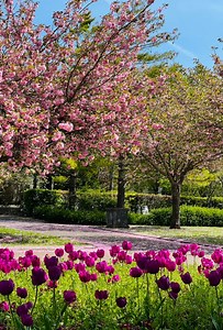 Just outside England, spring in Cathays Park brings peaceful countryside moments with cherry blossoms and tulips in bloom. 🌿✨🎞️ Huyen Hailwood 📌 Save for your travel in Britain 🇬🇧 📍 Cathays Park in Cardiff is a peaceful city escape, especially in spring when tulips, cherry blossoms, and vibrant seasonal flowers bloom across its gardens and tree-lined paths. Just a 2-hour train ride or 3-hour drive from London, Cardiff’s Cathays Park welcomes you with beautiful spring gardens in full bloom.
