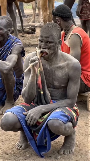 That twig is a pharmacy and the chemistry explains why his teeth look like that.Miswak comes from the Salvadora persica tree. When you chew the end and fray the fibers, you're releasing benzyl isothiocyanate, which makes up 68 to 86% of the plant's essential oils. That single compound kills Streptococcus mutans, the bacterium responsible for most cavities. A nylon toothbrush has zero antimicrobial activity on its own. You need toothpaste for that. The twig comes preloaded.But benzyl isothiocyana