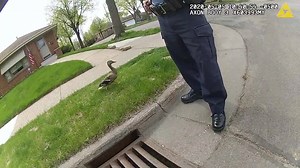 All hands on duck! 🦆 A mother duck now has her 8 ducklings back after MPD Officers rescued them from a storm drain. The officers removed the drain cover, then Officer Ryan crawled down head first to save them as Officer Saint Jean held her duty belt. Momma duck stood by supervising the rescue. Take a sneak-beak at our body cam video highlights. | Minneapolis Police Department