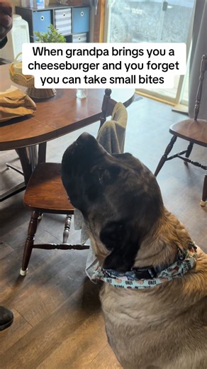 Funny Dog Vs. Cheeseburger Challenge