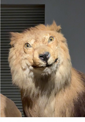 Conociendo a una Celebridad en el Museo de Historia Natural