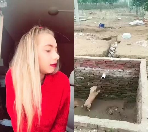 Plumesswolf sur TikTok