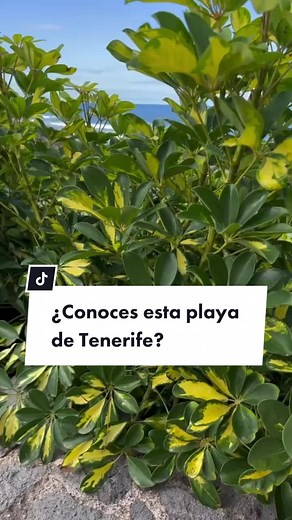 Tenerife esconde rincones tan maravillosos como éste. La playa de la Caleta de Interián es una preciosa y tranquila playa de callados, situada al norte de la isla. ¿ Conocías este lugar ? 😊 PD: La foto es de ayer 1 de marzo 😋☀️22 grados! 🙈💙 Por algo dicen eso de … qué suerte vivir aquí !!! 😋 #tenerife #islabaja #tenerifetag #tenerife_paraiso_canario #tenerifenorte #tenerifeconniños #tenerifelicidad🌴 #islascanarias #canarias_esmas #quesuerteviviraqui #latituddevida #spaintravel #igerscanari