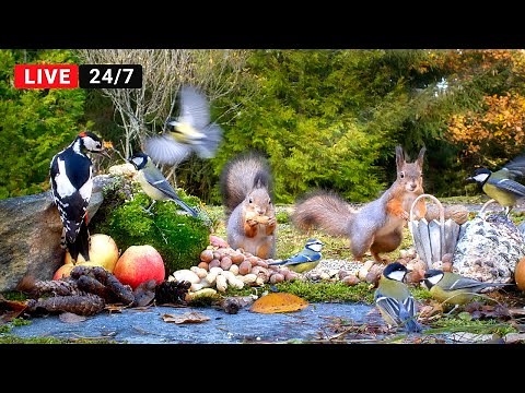 🔴24/7 LIVE CAT TV NO ADS😺 Non-stop Little Birds and Squirrels Fun All Day Long (4K)