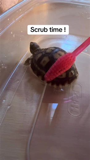 My tortoise likes a good scrub #tortoise #sulcata #reptile #fyp