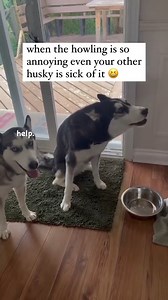 396K views · 1.1K reactions | WHen the howling is SO annoying your husky brother is SICK of it! #husky #huskypuppy #huskylove #huskylife #huskies #huskiesofinstagram #huskiesofinsta #huskiesofig #huskysiblings | Ontario Huskies | Facebook