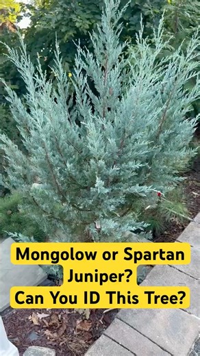 Mongolow vs Spartan Juniper | Tree ID Guide (TreesWizard) #trees #shorts #nature