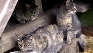 Prey for me, said the cat to the bird