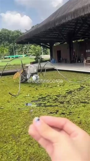 Chris Costa no TikTok