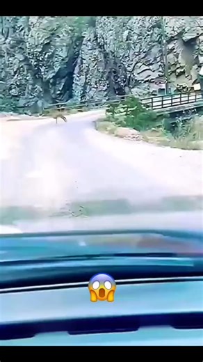 #animals #wildanimals #fyp | Virall1