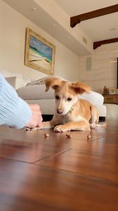 I really can’t say how he learned this so well! | Norbert