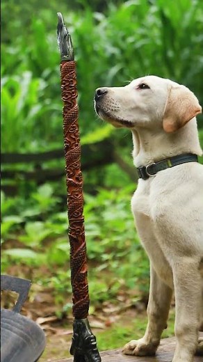 大侠和狗居然这样对付小龙虾#小龙虾 #武侠 #农村美食