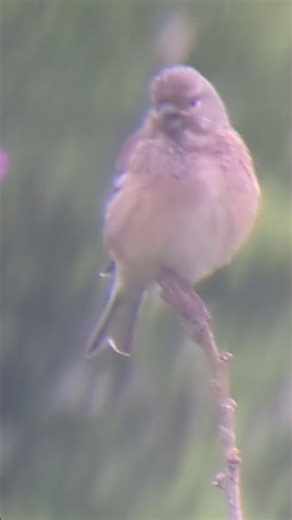 Great to have a flock of 12 Linnets in the garden