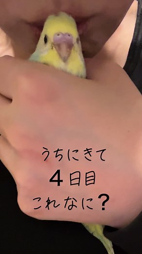 可愛すぎてチュッチュ攻撃♡ #セキセインコ #セキセイインコのいる暮らし #鳥#雛#おすすめ