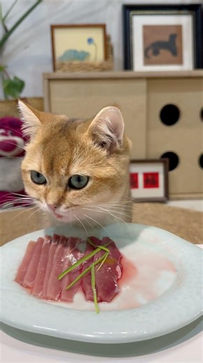 遇到了小吃货快来看#万物可爱计划 #猫咪吃播