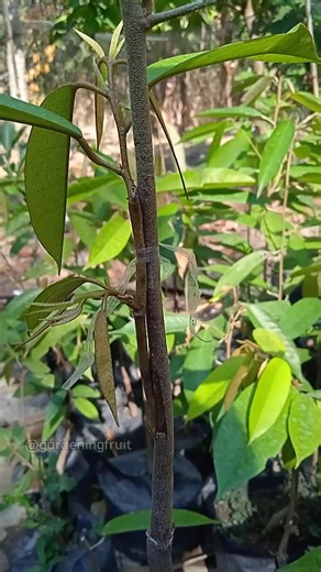 212K views · 1.4K reactions | Durian grafting techniques | rootstock grafting tips #reelsfb #fyp #garden | GardeningFruit | Facebook