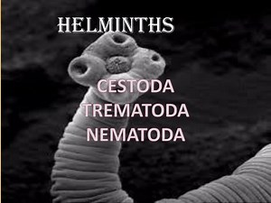 helminths - SlideServe