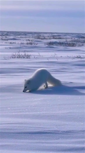 Arctic Fox Hunting in Deep Snow ❄️🦊 | Amazing Wildlife Moment #doggielife #animallife #animals