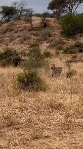 166K views · 2K reactions | Lioness Stalks Zebra, but the Zebra Makes a Daring Escape #LionessHunt #ZebraEscape #WildlifeDrama #NatureUnleashed | Bagh Dushkhel | Facebook