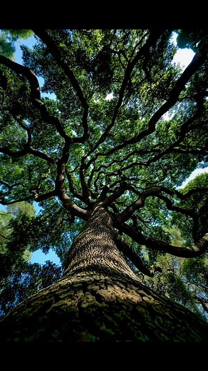 Naturesms on Instagram: "People who don't understand you will ask, what's so good about photographing a tree? #naturesms"