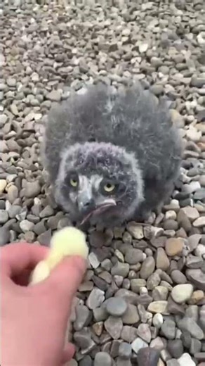 Mama Bird feeding Her Beautiful Baby Birds🐦‍⬛🐥❤️