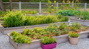 11 vegetables that struggle in raised garden beds