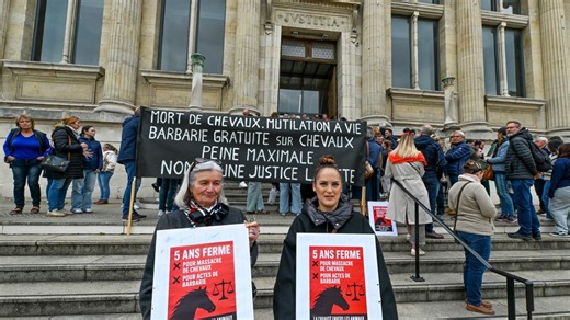 Procès des chevaux mutilés : deux ans de prison ferme pour un homme de 23 ans