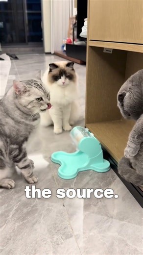 Smart Cat Learns How an Automatic Feeder Works #cat #catvideo #viralcat #pets