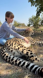 Listen to the cheetah - the purring of an endangered species is one of the most rewarding sounds you will ever hear! 🐆🌍 #fyp #wildlife #brookecarter | Brooke.Carter