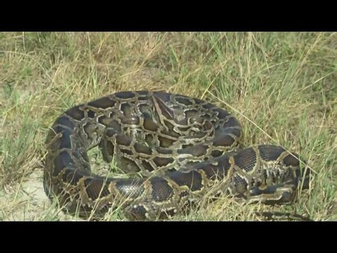 Florida Python Challenge begins today for 2026!
